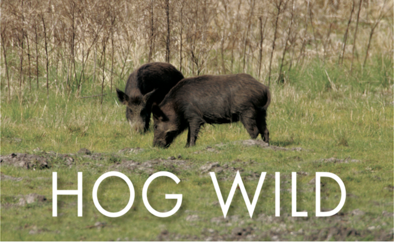 Wild Hogs of Texas